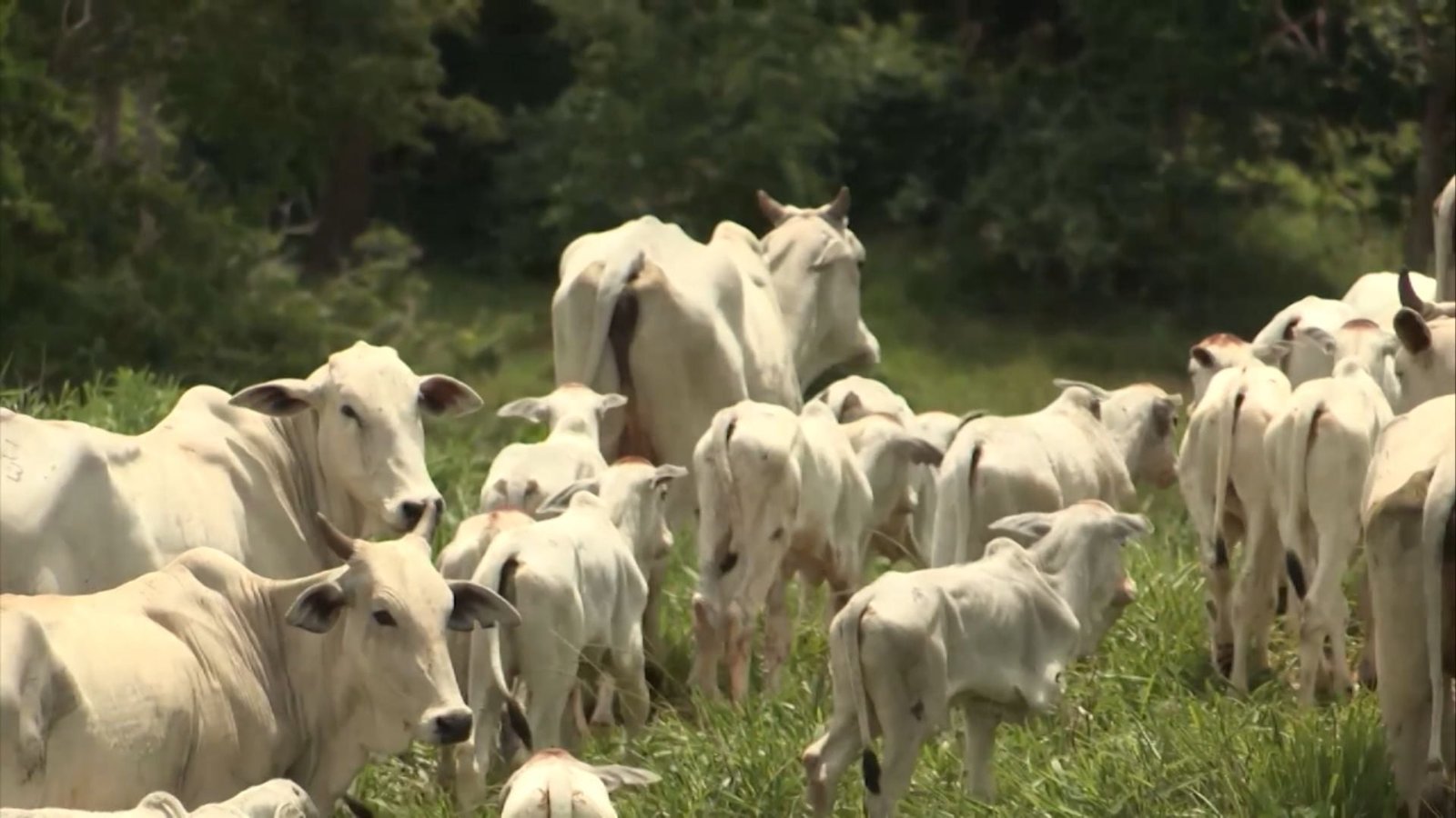 Foto: Reprodução/Giro do Boi.
