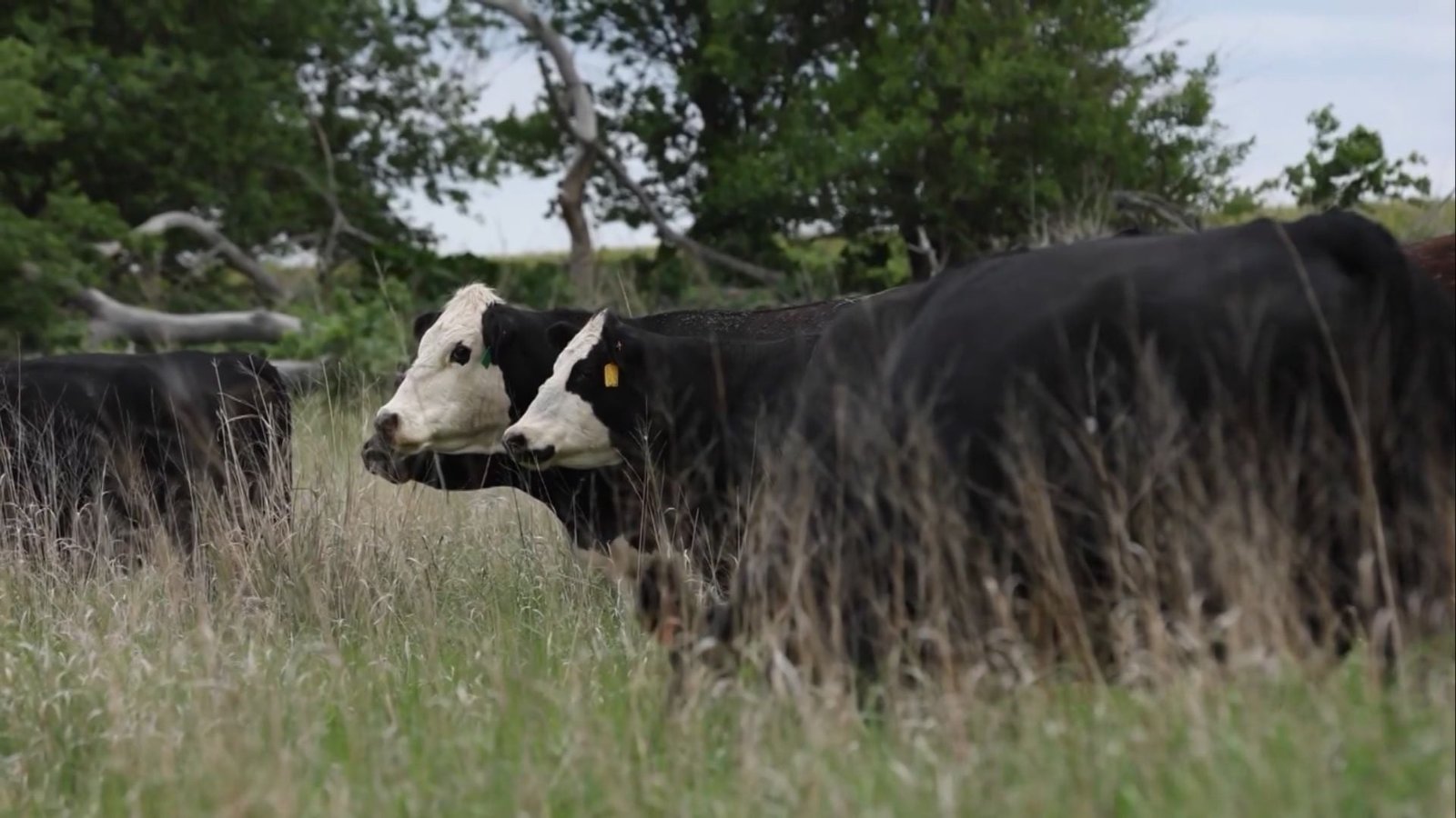 Foto: Reprodução/Giro do Boi.