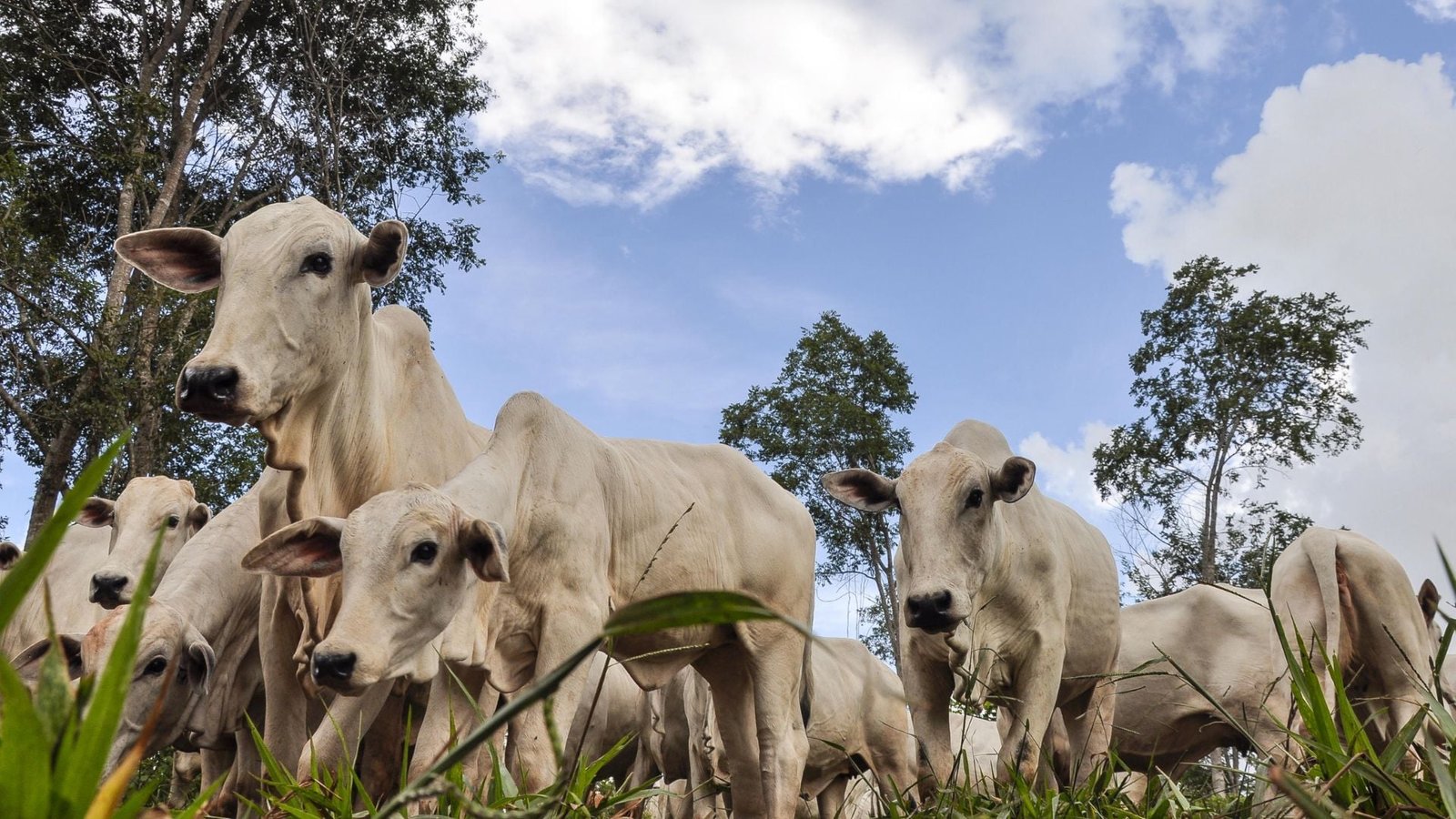 Vacas Nelore BRGN para inseminação artificial. A sigla BRGN é de Brasil Genética Nelore, desenvolvida pela Embrapa Cerrados desde o ano 2000. Foto: Fabiano Marques Dourado Bastos/Embrapa Cerrados