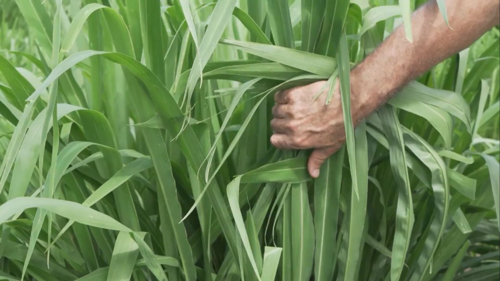 Foto: Reprodução/Giro do Boi.