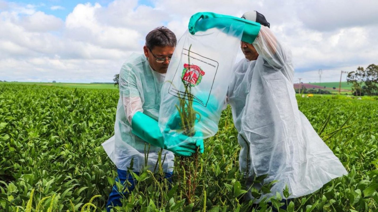 Equipes da Defesa Agropecuária realizam coleta de planta daninha na região de São José do Rio Preto. Foto: Felipe Nunes/Defesa.