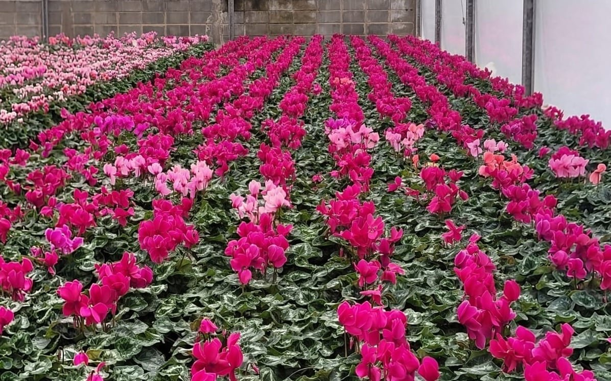 ciclâmen em flor , Holambra