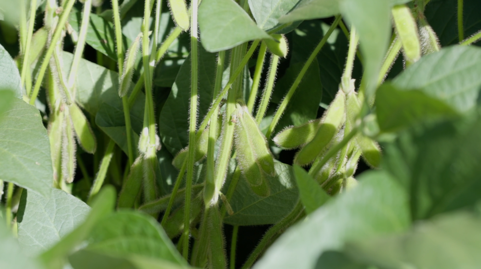 dia de campo da cooperativa cooperfarms