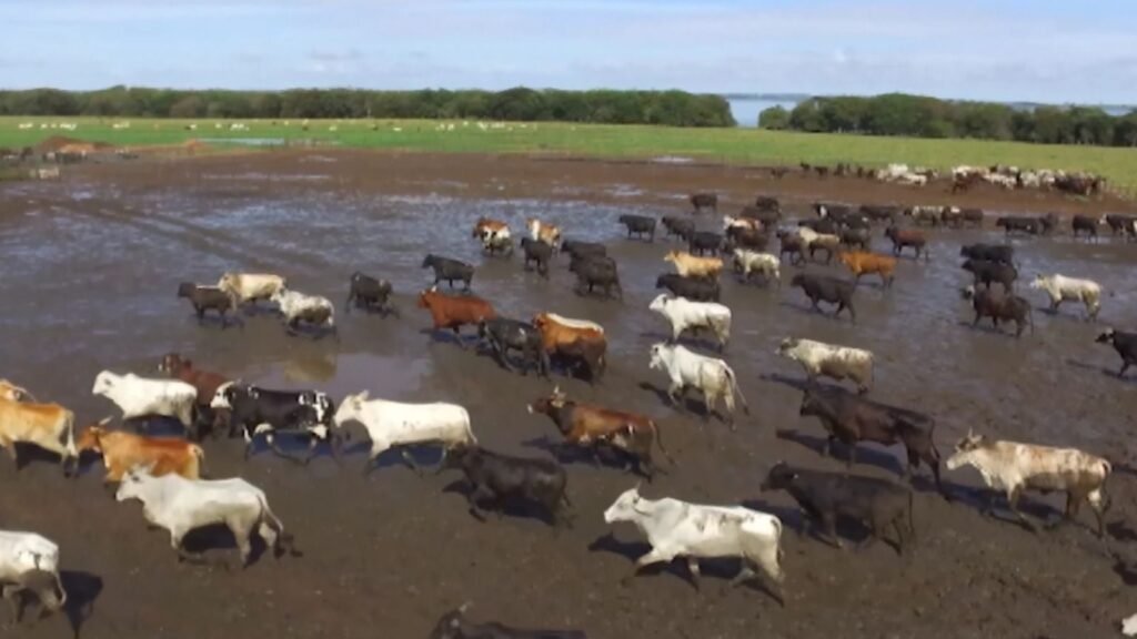 Foto: Reprodução/Giro do Boi.