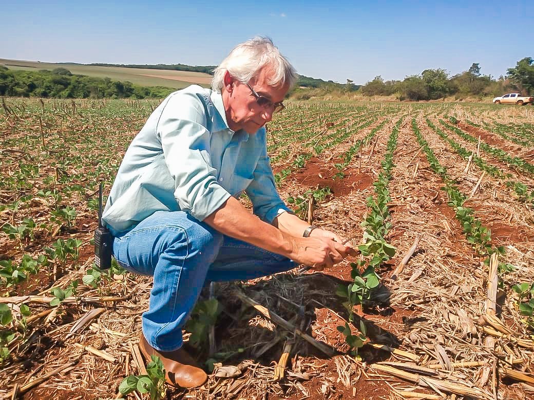 plantação de soja em Mato Grosso do Sul