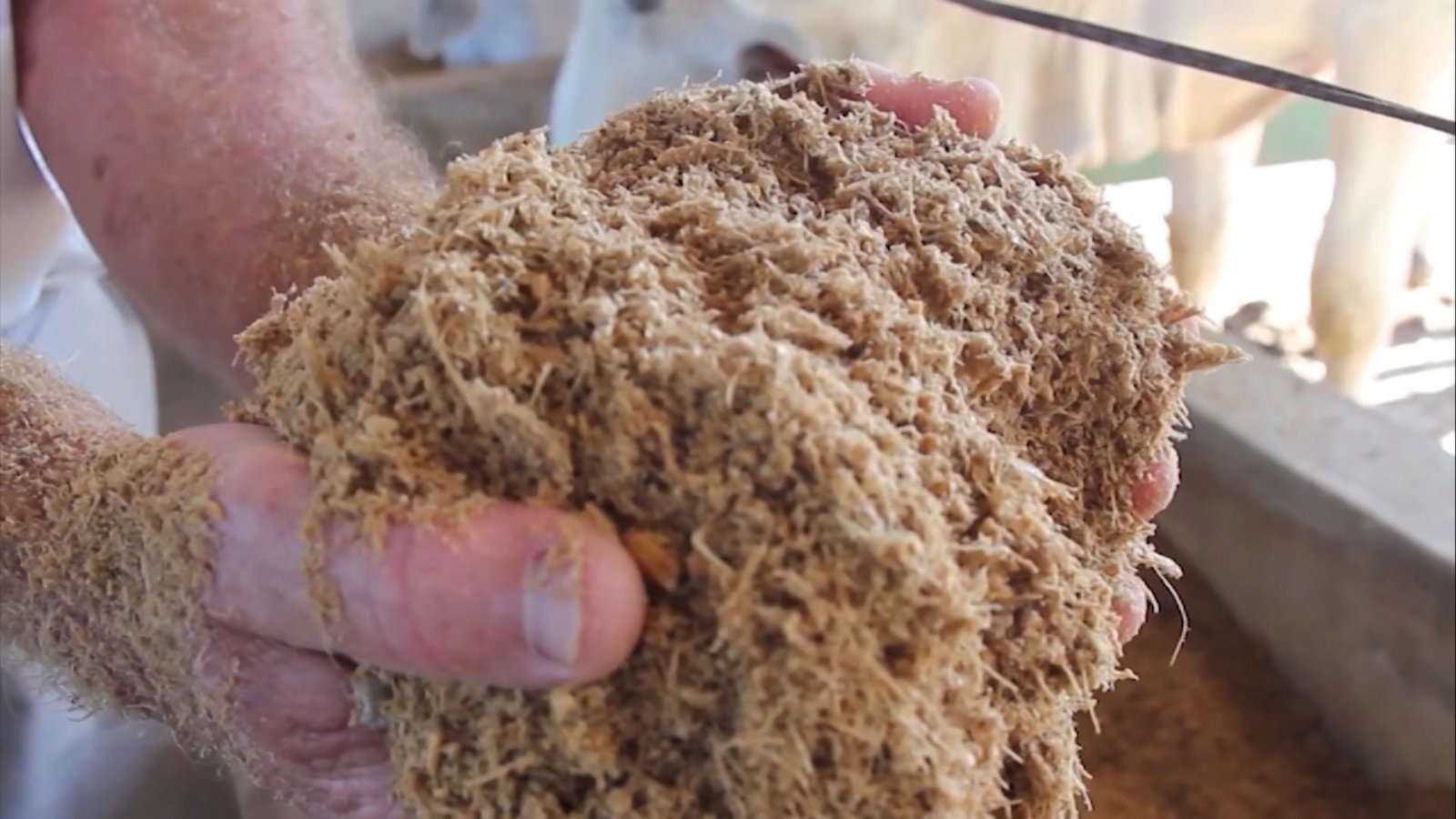 Foto: Reprodução/Giro do Boi.