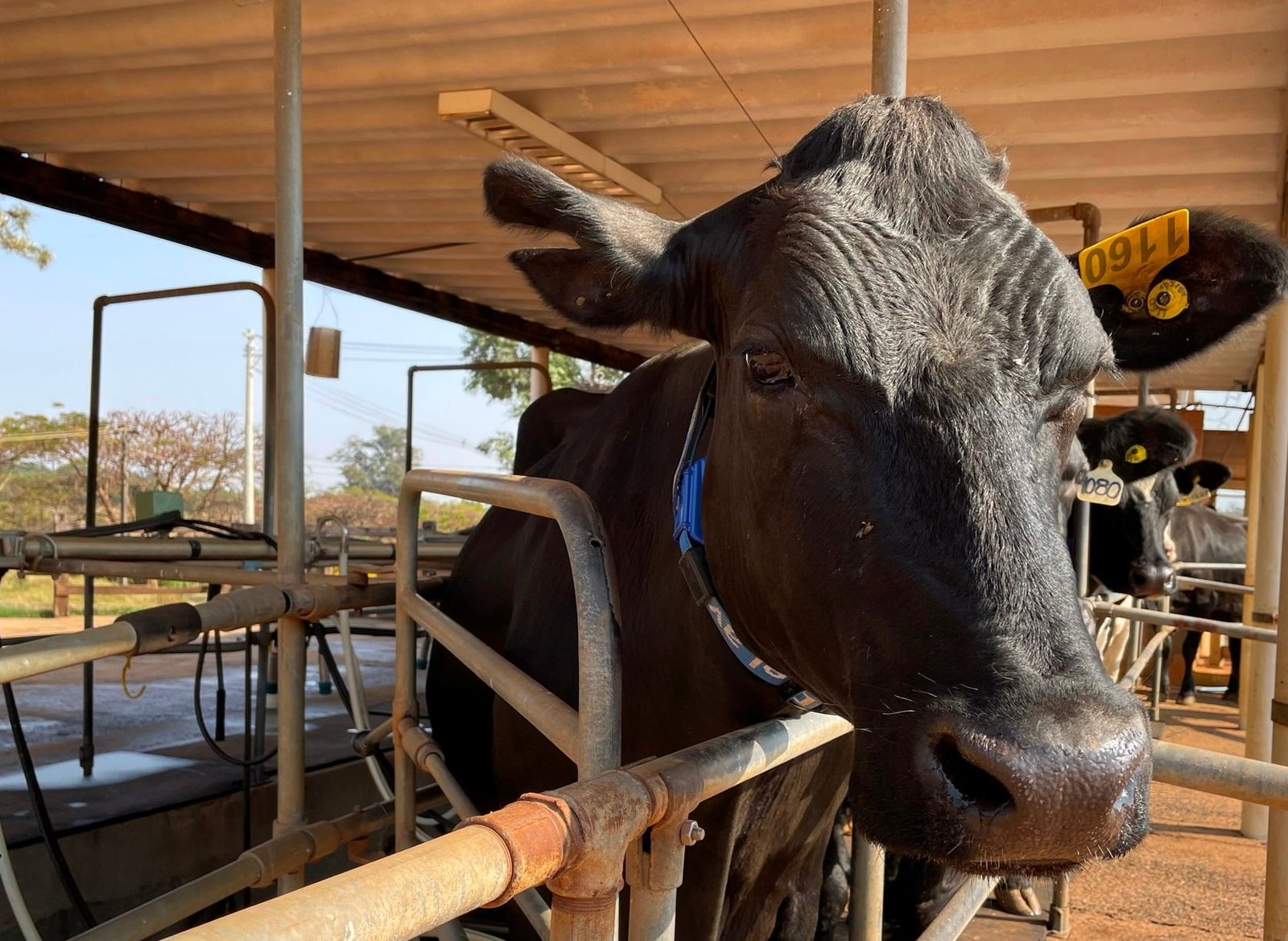 vaca em ordenha, pecuária de leite