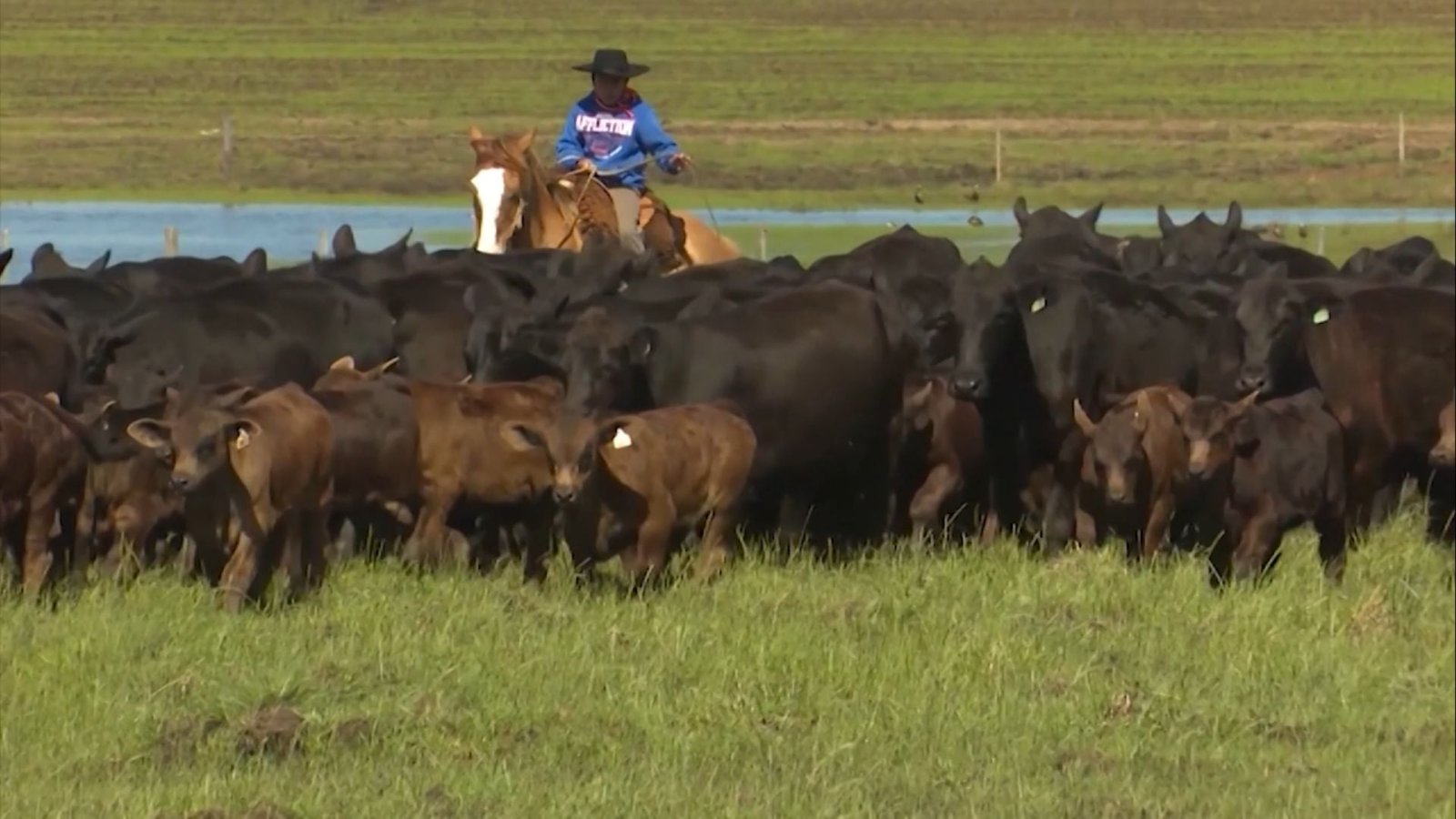Foto: Reprodução/Giro do Boi.