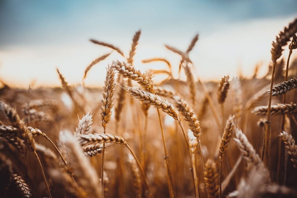 produção de trigo 25/26