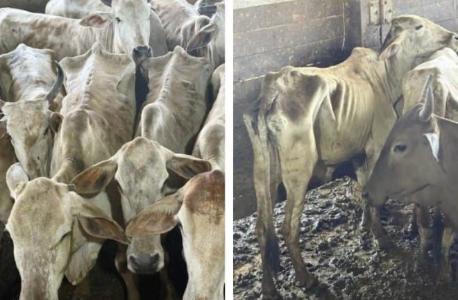 Produtores acusam Ibama de maus tratos a mais de 330 cabeças de gado apreendidas