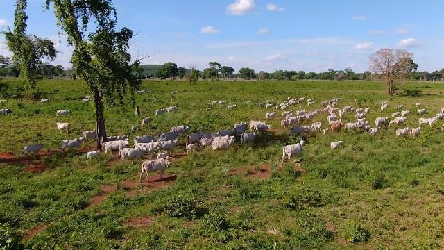 Pecuária no Pantanal mantém produtividade com genética e manejo adaptado às cheias