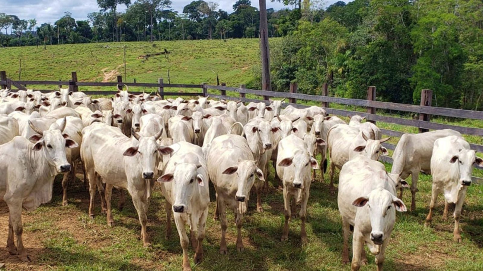 Novilhas em área de curral. Foto: Vítor Macedo/Embrapa Acre